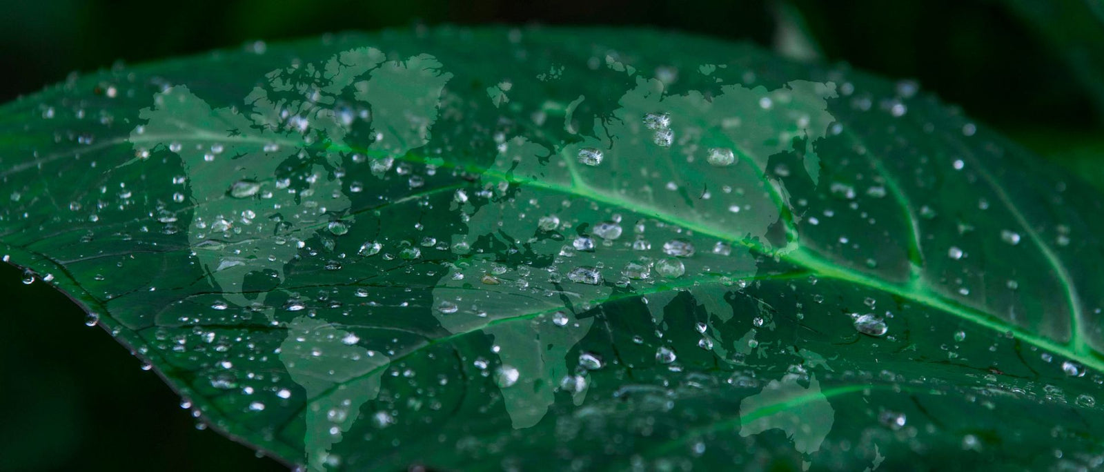 Image of world on a leaf